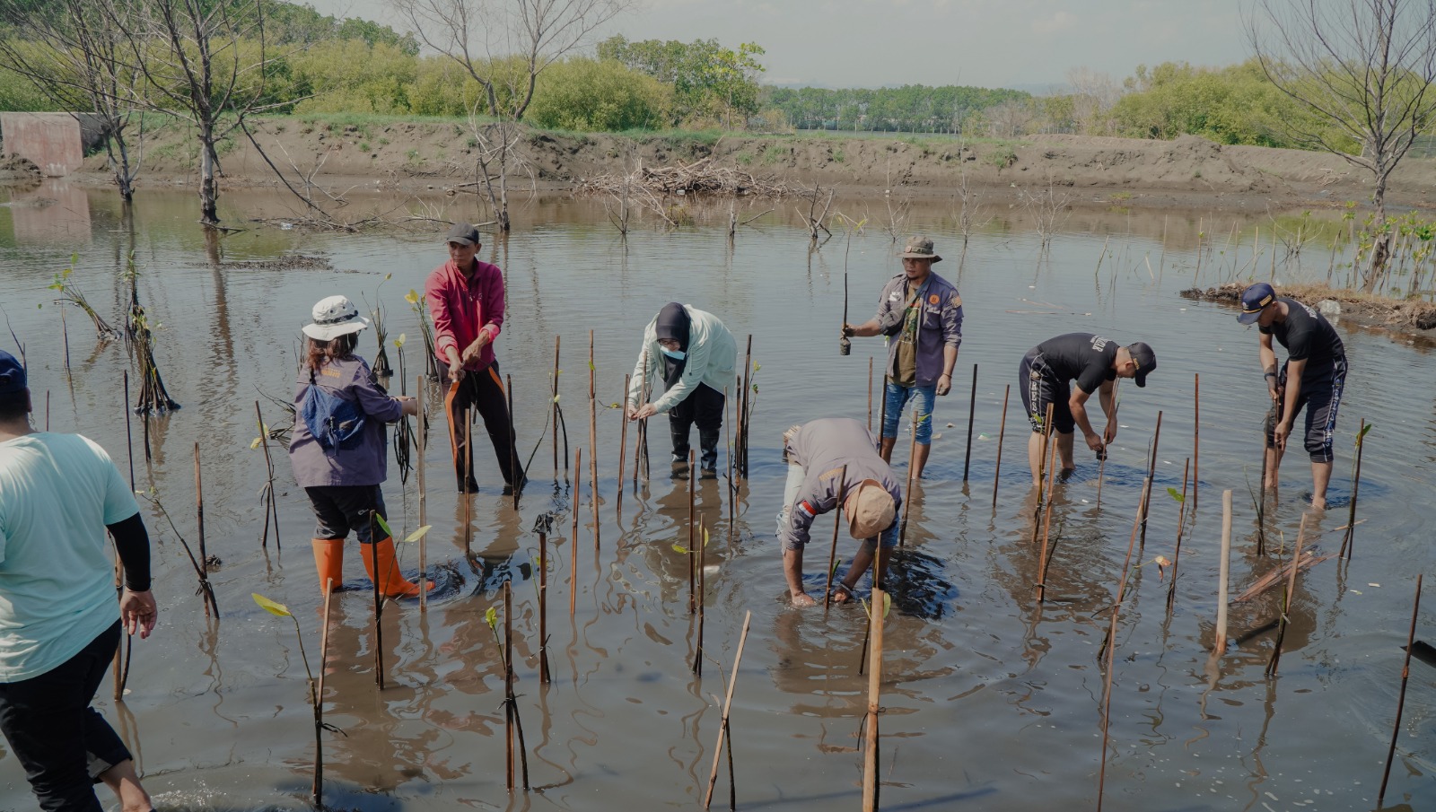 Penanaman Mangrove